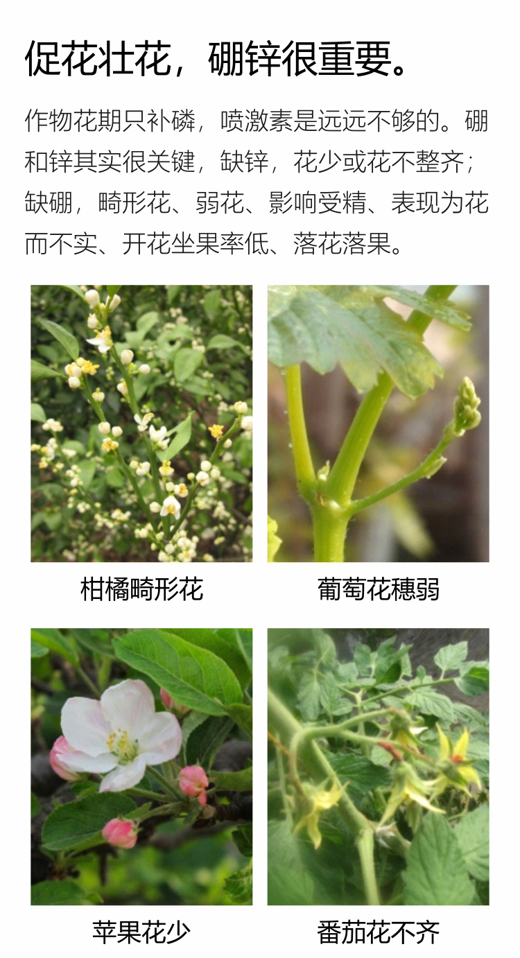 因迪樂(lè)有機(jī)促花素手機(jī)_02.jpg