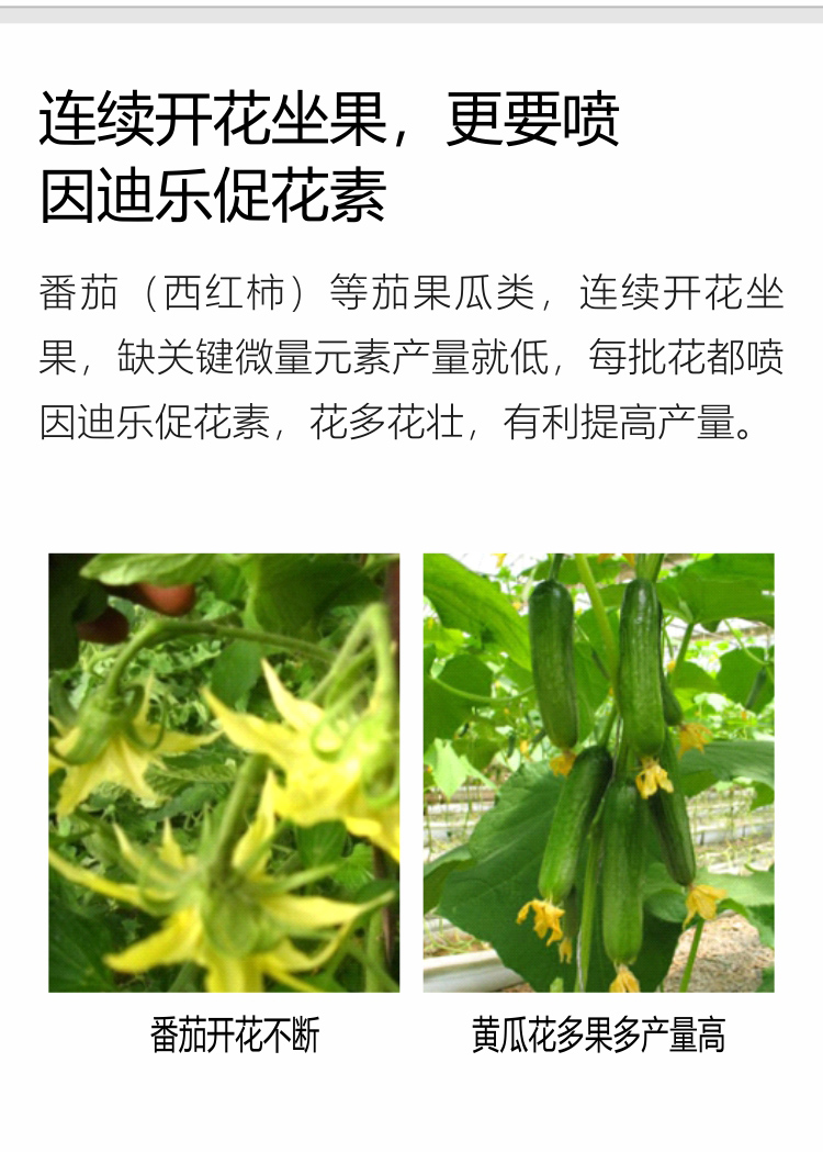 因迪樂(lè)有機(jī)促花素手機(jī)_06.jpg