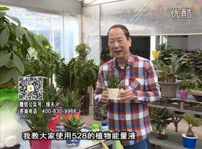 20160425珠江臺搖錢樹：室內綠植用綠夫人營養(yǎng)液，補充營養(yǎng)健康又環(huán)保